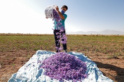 برداشت زعفران از مزارع آزاد شهر گلستان