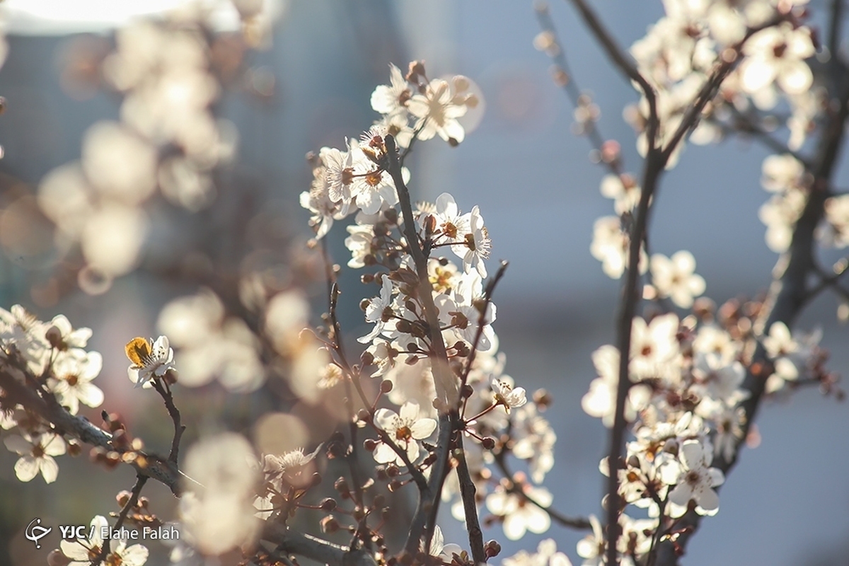 شکوفه‌های زیبای بهاری در سامان