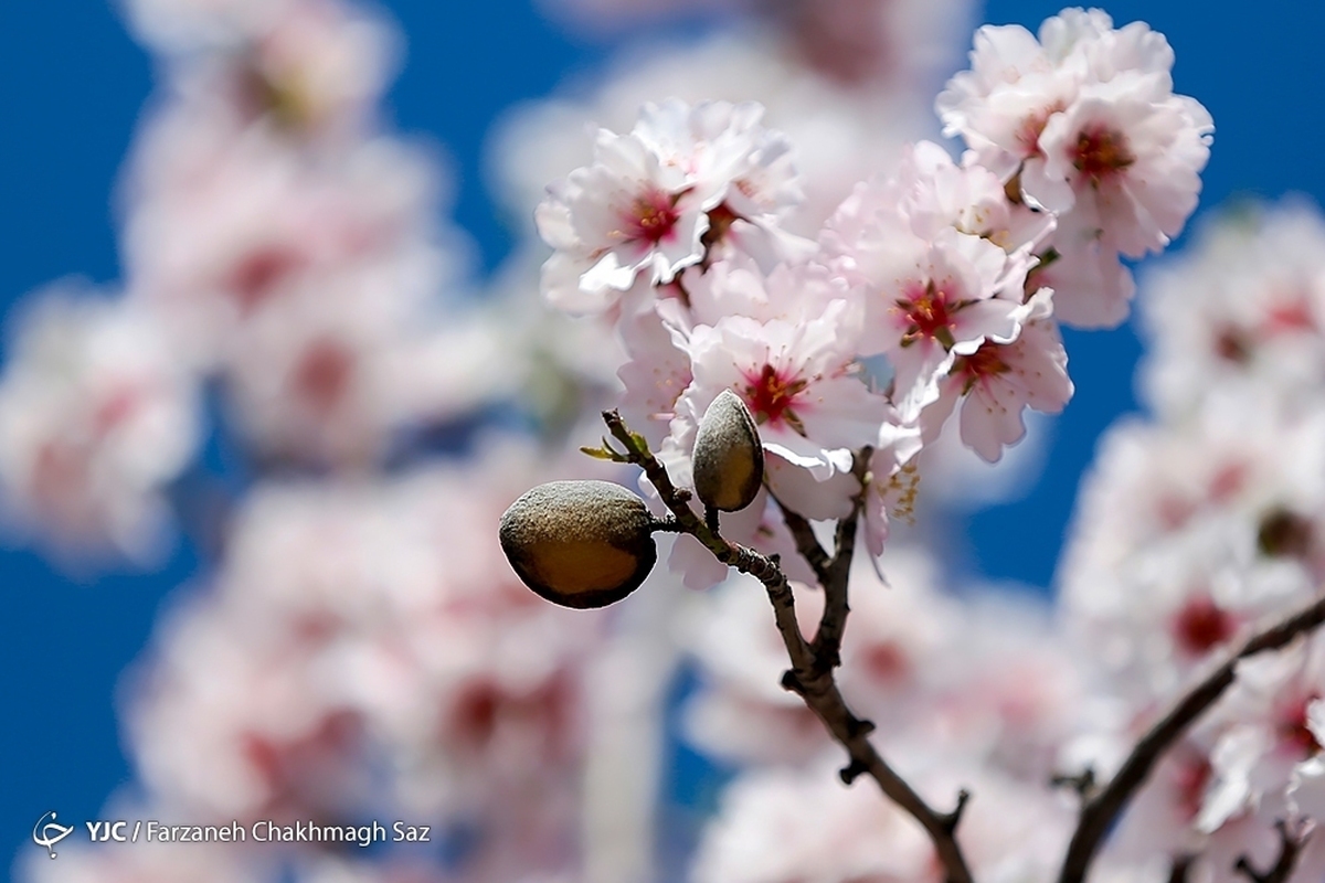 شکوفه‌های زیبای بهاری در خوی