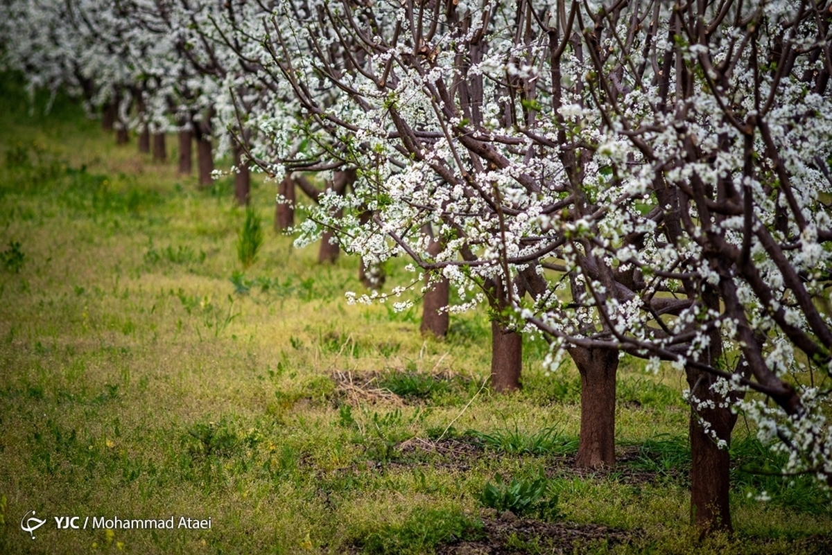 شکوفه‌های زیبای بهاری در سامان