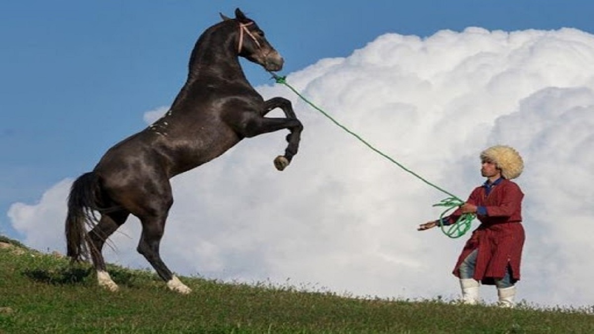 هفدهمین جشنواره ملی زیبایی اسب اصیل ترکمن