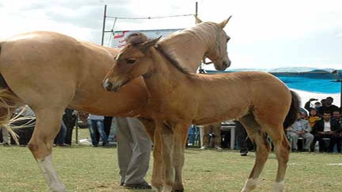 هفدهمین جشنواره ملی زیبایی اسب اصیل ترکمن