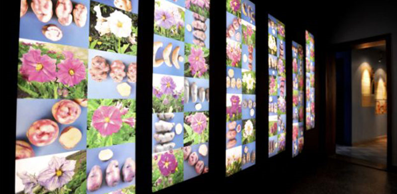 موزهای خوشمزه در بلژیک موزهای خوشمزه در بلژیک