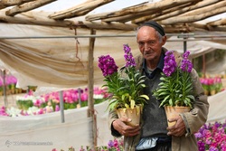 جشنواره گل های لاله - اراک