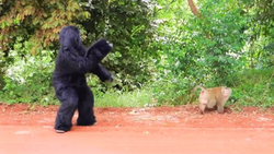 حمله میمون‌ها به مار بوآ برای نجات یک آهو + فیلم