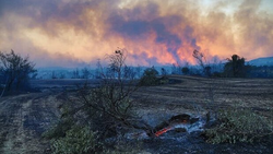 آتش‌ سوزی جنگلی گسترده در شمال شرق سانفرانسیسکو + فیلم