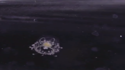 منجمد شدن عروس دریایی به شکل قالب یخ + فیلم