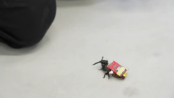 ساخت رباتی جالب برای پیشگیری از جرایم کوچک + فیلم