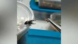 حمل عجیب یک مارمولک بزرگ توسط مورچه‌ها + فیلم
