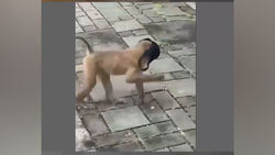حمله میمون‌های گرسنه برای خوردن نان! + فیلم