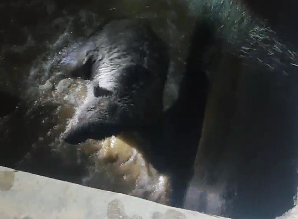 فیلم زنده‌گیری یک خرس زخمی در مجن